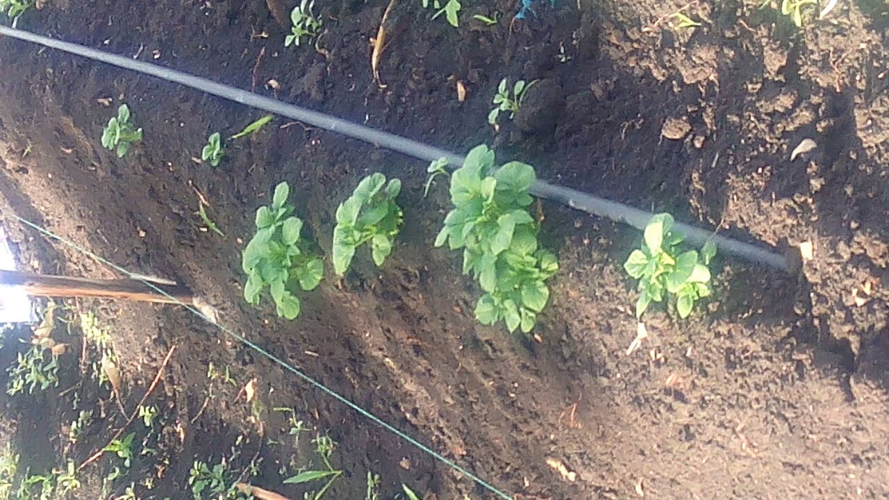 Potato Drip Irrigation