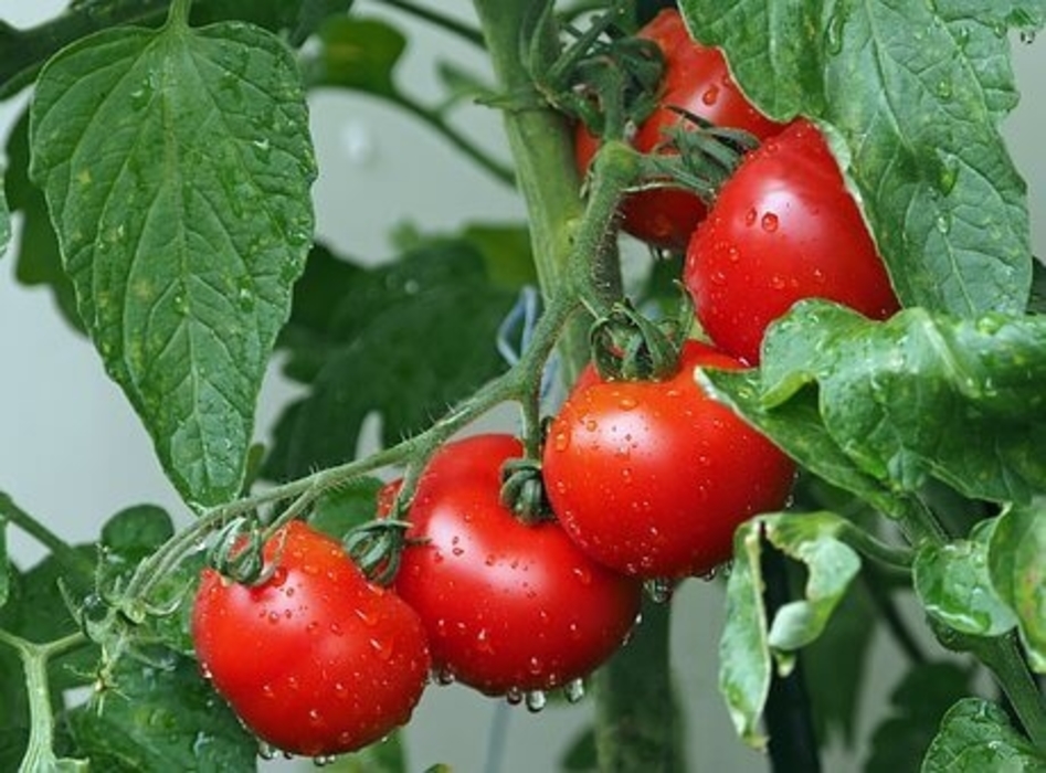 tomato Planting