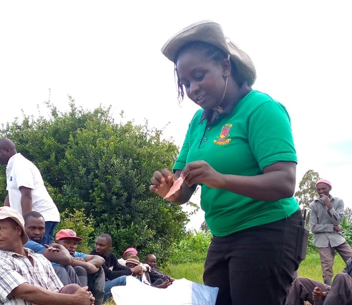 Ligula tristique quis risus