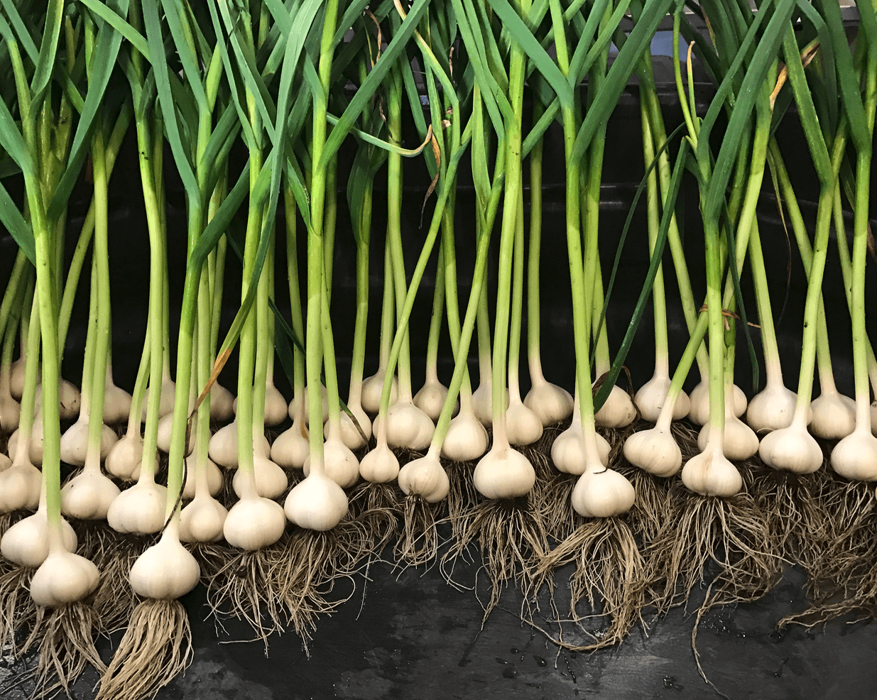 Garlic Planting