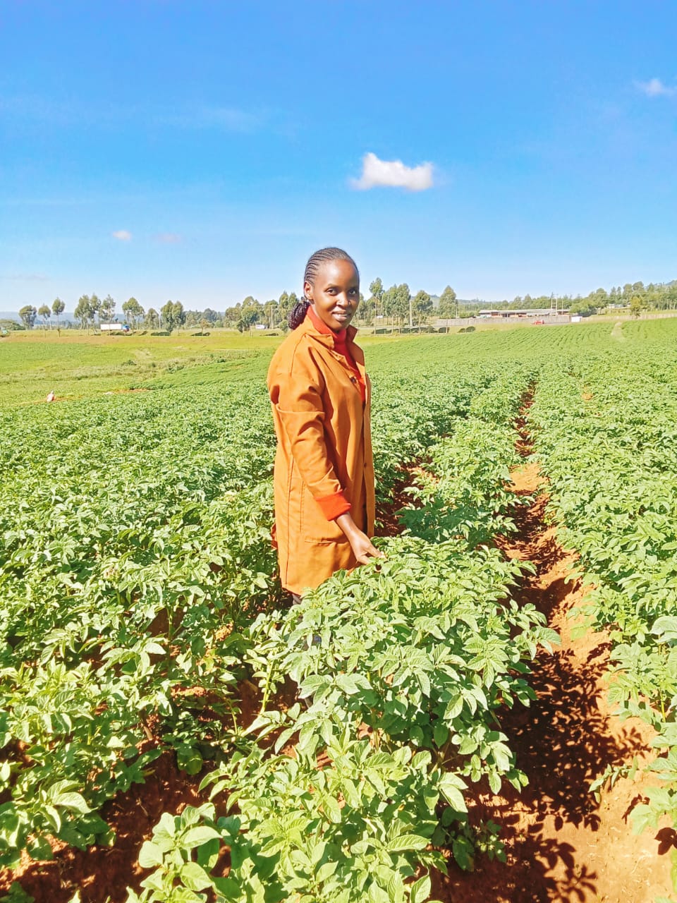 Ligula tristique quis risus