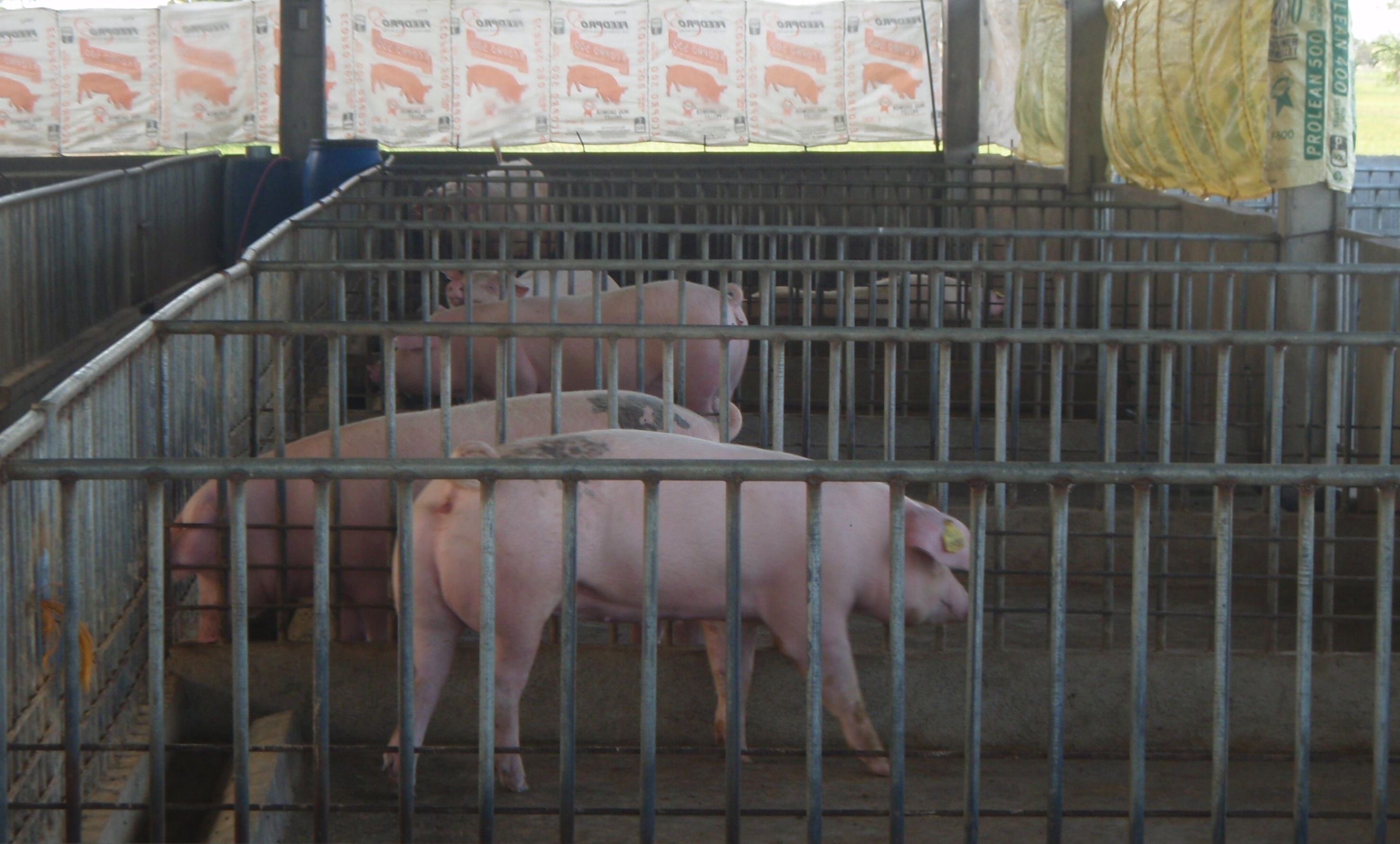 pig housing