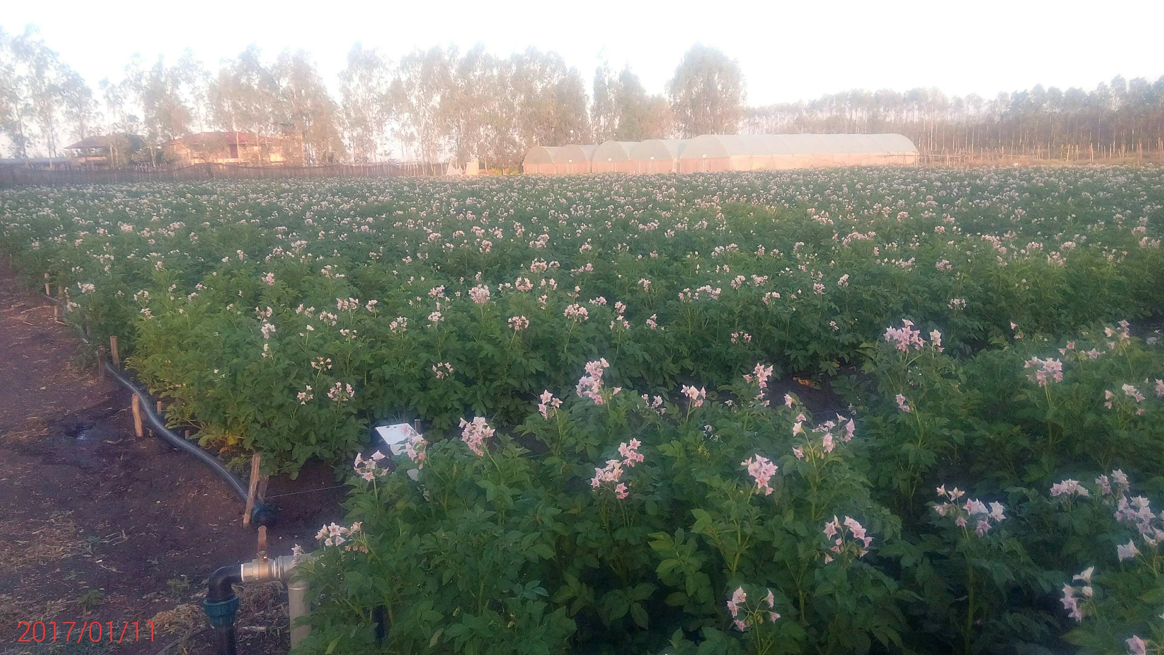 Potato Flowering
